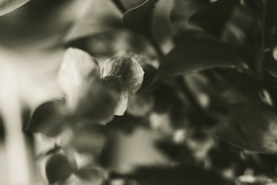 grayscale photo of green leaves profound zoom background