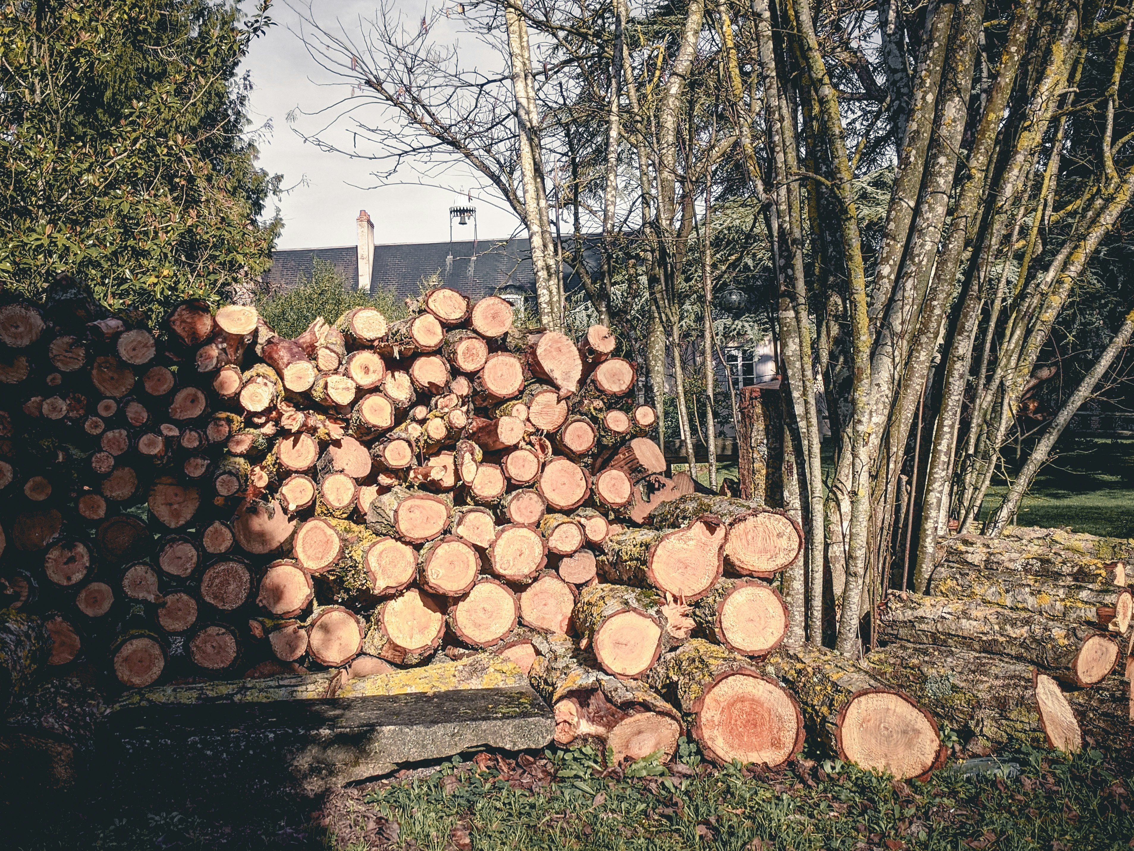 brown tree logs on gray concrete floor