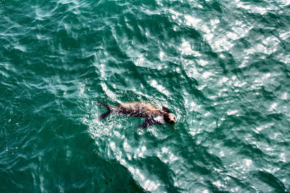 brown animal on body of water