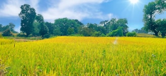 A vibrant field of crops thriving under sunlight, symbolizing successful agricultural practices.