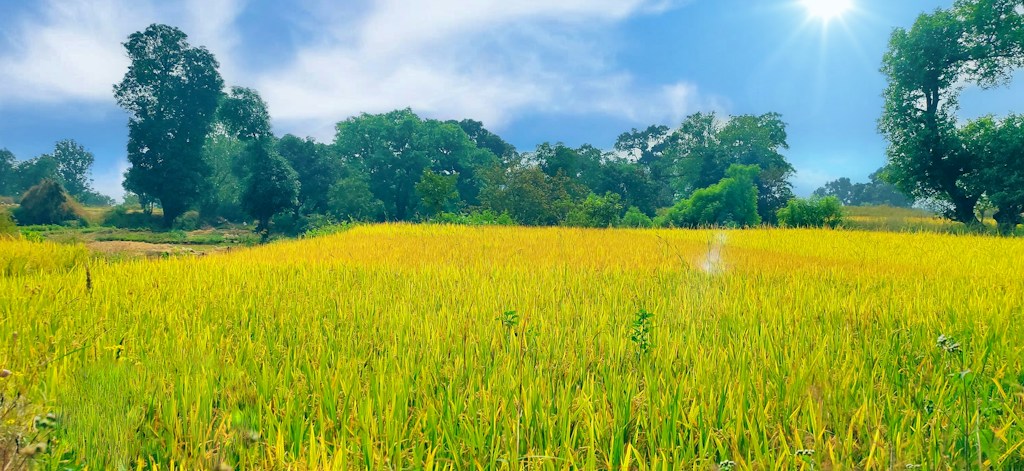Soil Nutrition Enhancer
