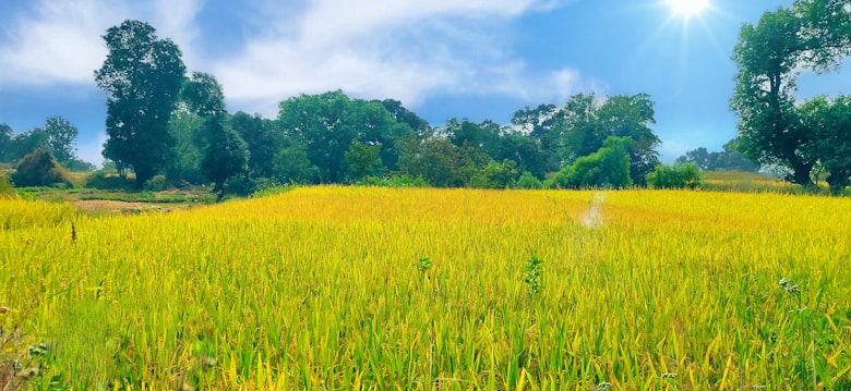 A lush, golden-yellow field of tall crops stretches out under a bright blue sky. The sun shines brightly from the top right corner, casting light on the field and creating a warm atmosphere. Tall, green trees border the field in the background, adding depth and contrast.