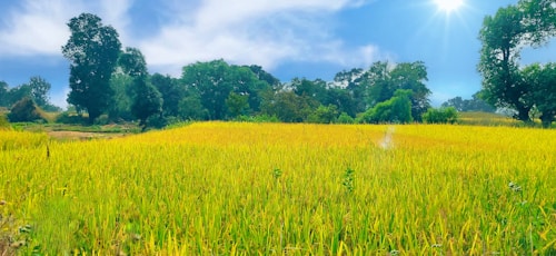 A lush, golden-yellow field of tall crops stretches out under a bright blue sky. The sun shines brightly from the top right corner, casting light on the field and creating a warm atmosphere. Tall, green trees border the field in the background, adding depth and contrast.