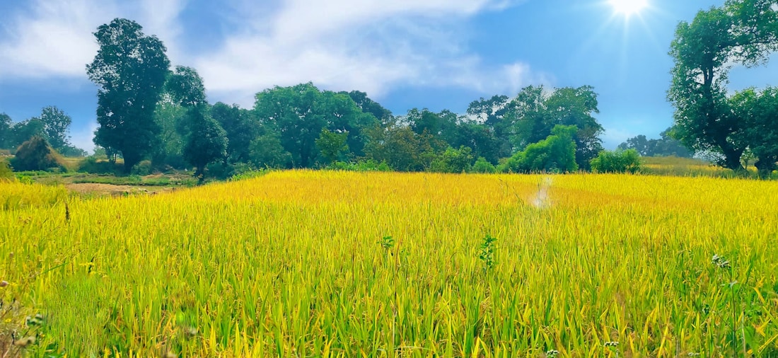 A lush, golden-yellow field of tall crops stretches out under a bright blue sky. The sun shines brightly from the top right corner, casting light on the field and creating a warm atmosphere. Tall, green trees border the field in the background, adding depth and contrast.