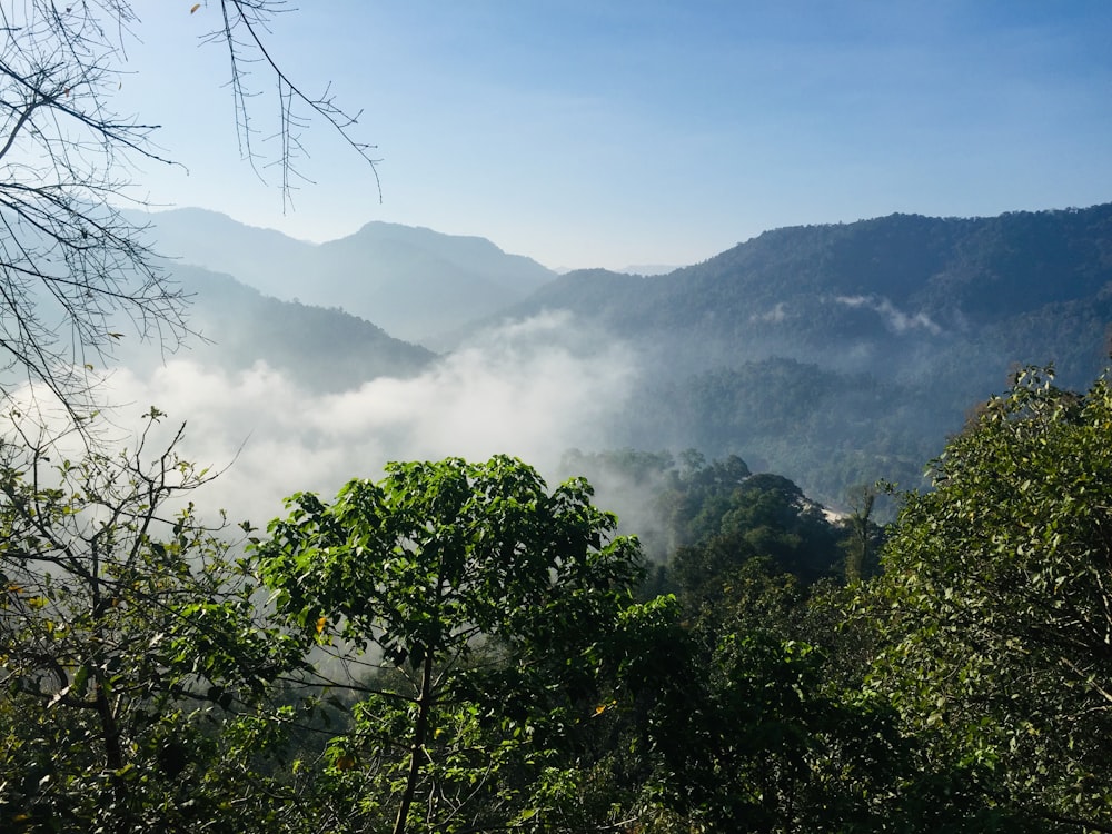 green trees on mountain during daytime