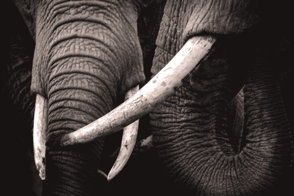 Ilustración de elefante en blanco y negro