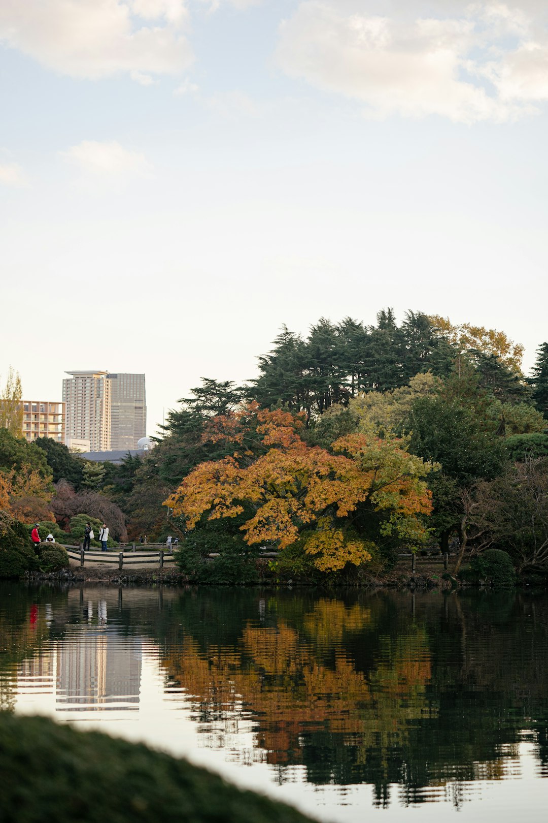 green and brown trees near body of water during daytime