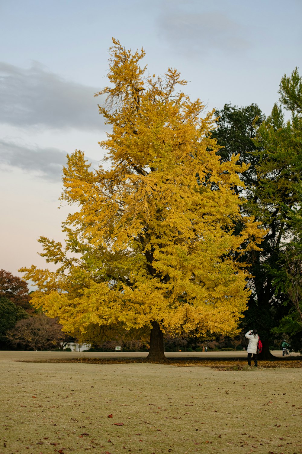 woman in white shirt and pink pants standing near yellow and green tree during daytime