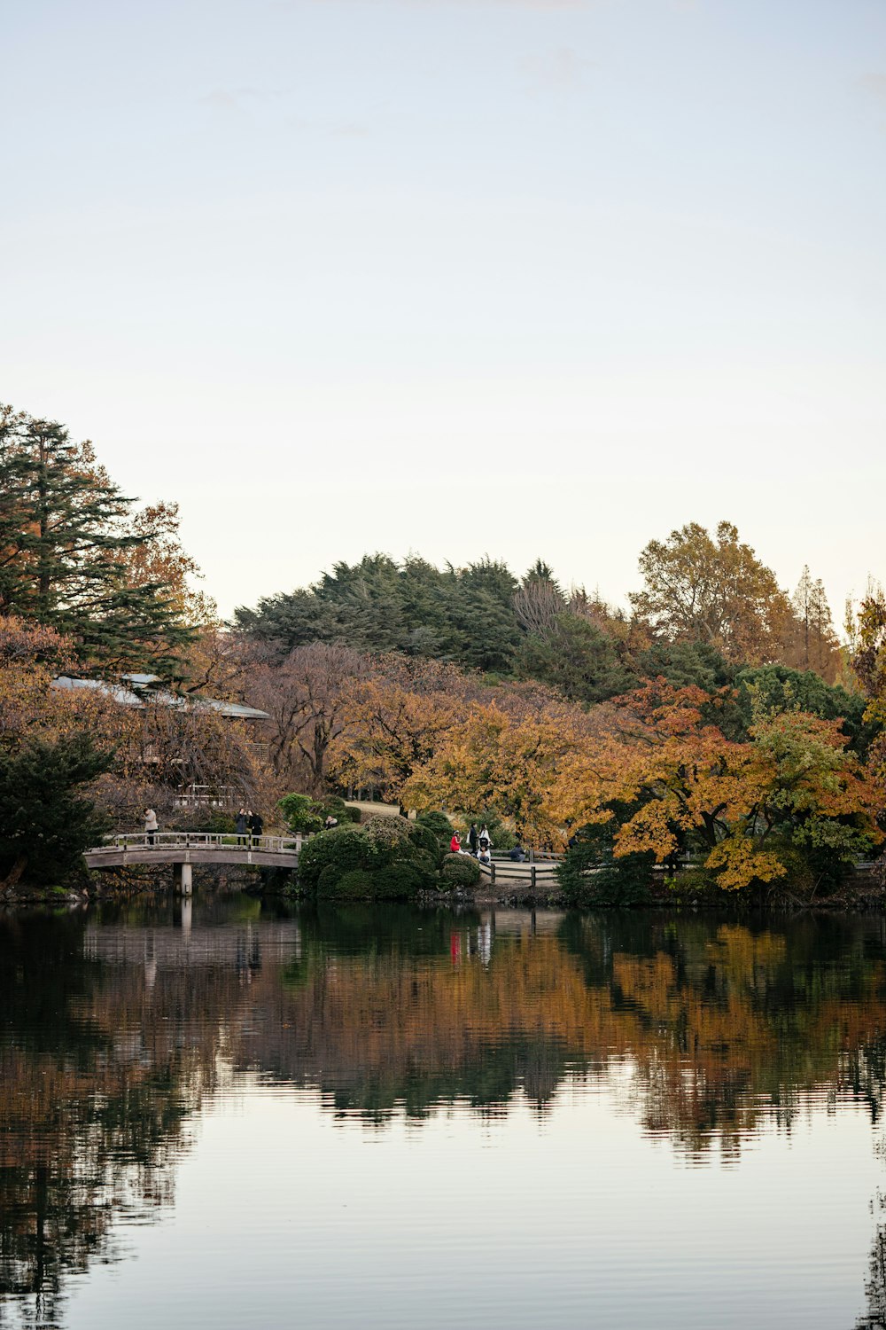 green and brown trees beside river during daytime