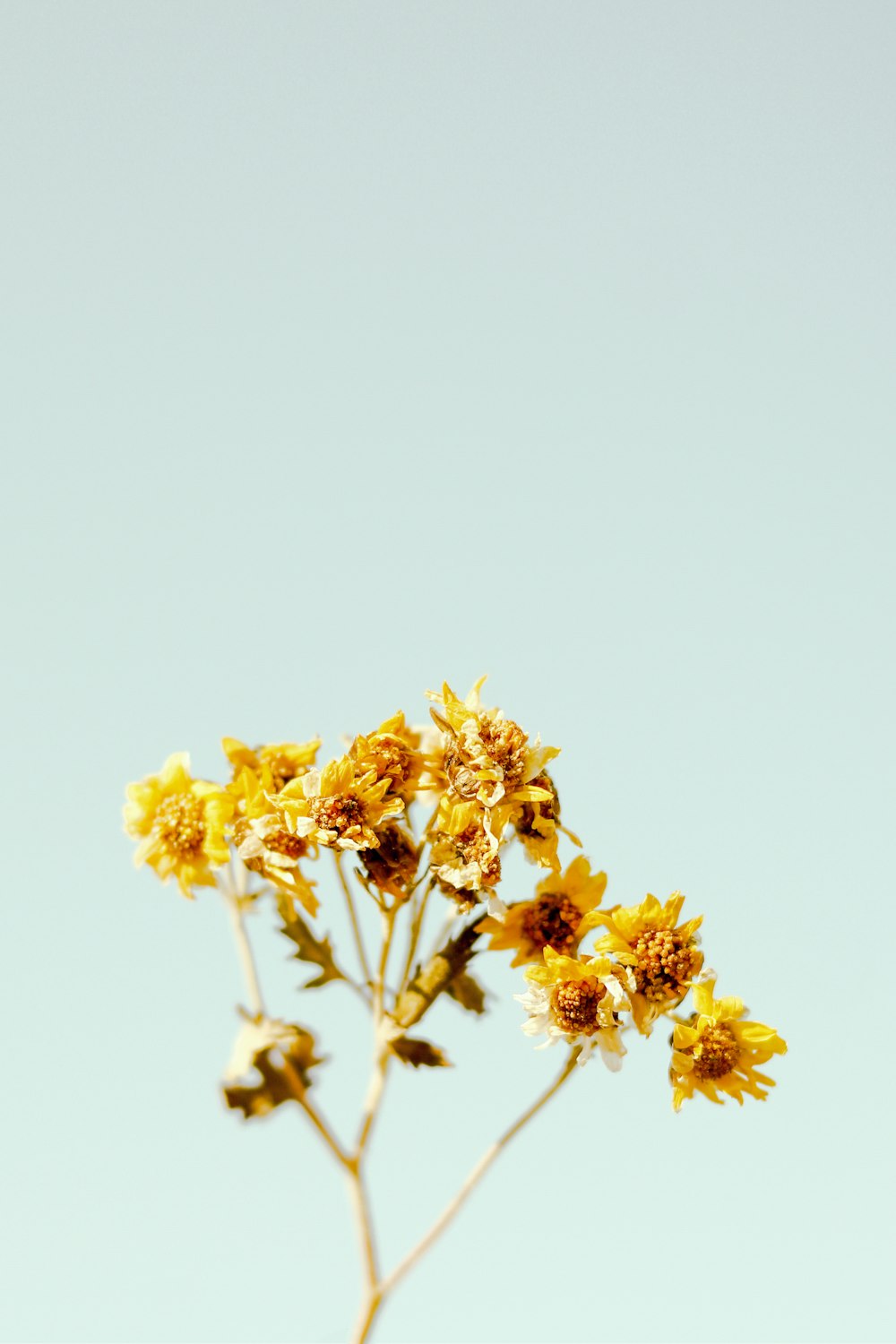 yellow flowers in tilt shift lens