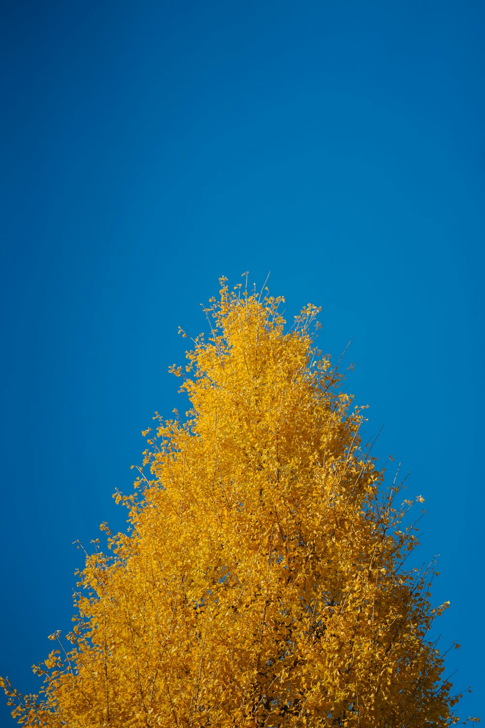 yellow leaf tree under blue sky during daytime