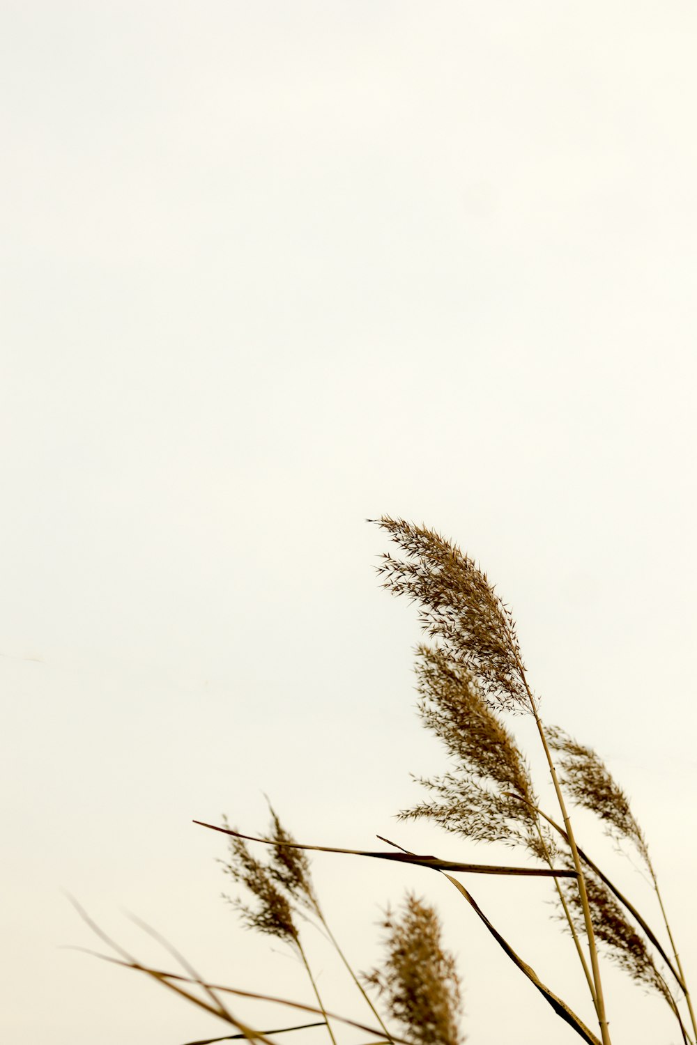 brown leafless tree under white sky