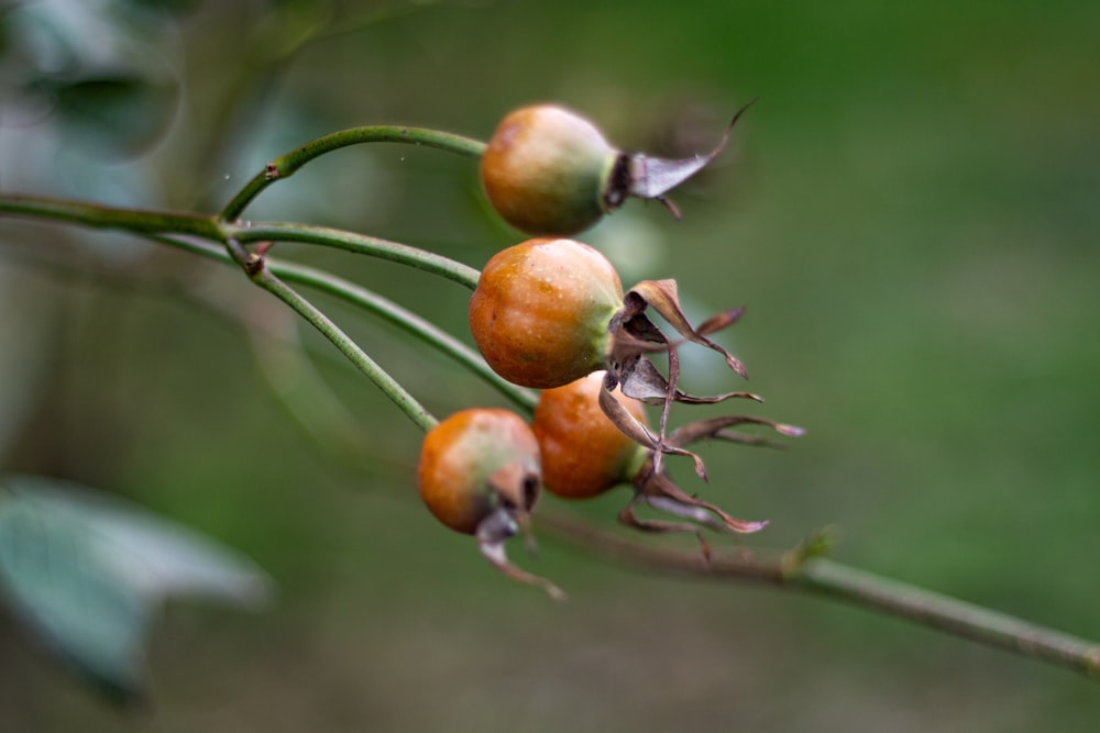 orange fruit on tree branch