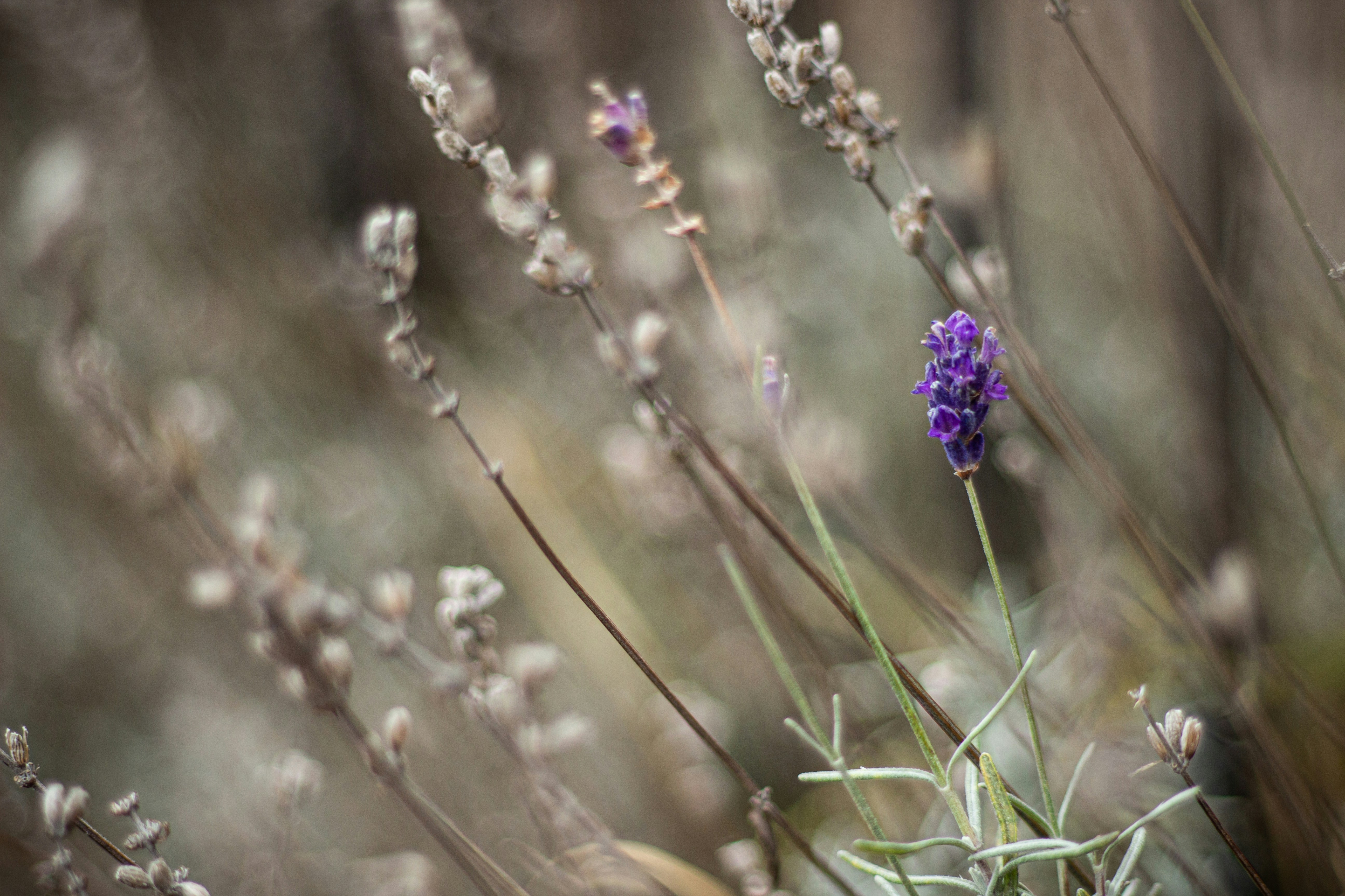 Photo by bildflickan