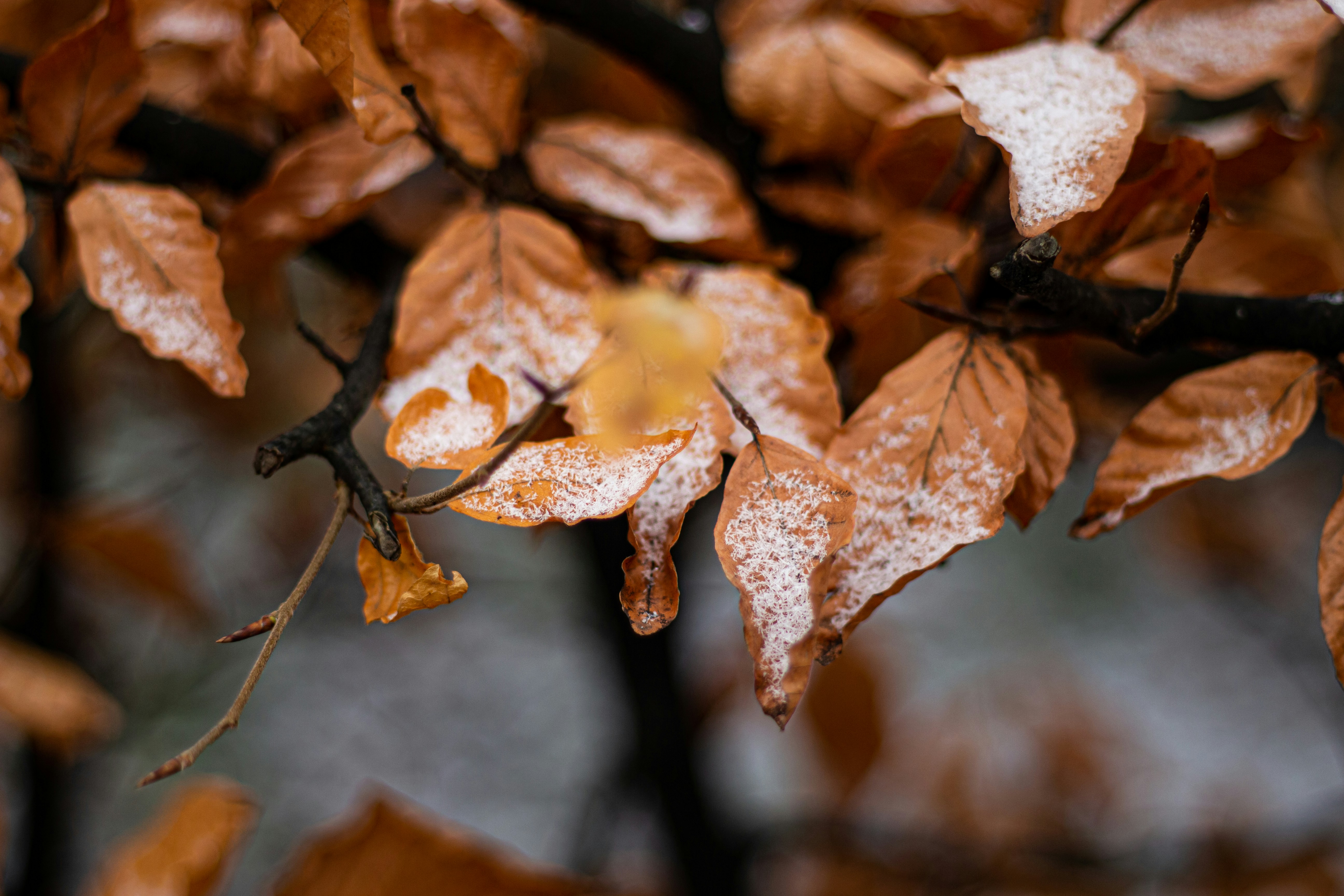 Photo by bildflickan