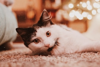 A happy cat posing with a camera and colorful background of pet accessories.