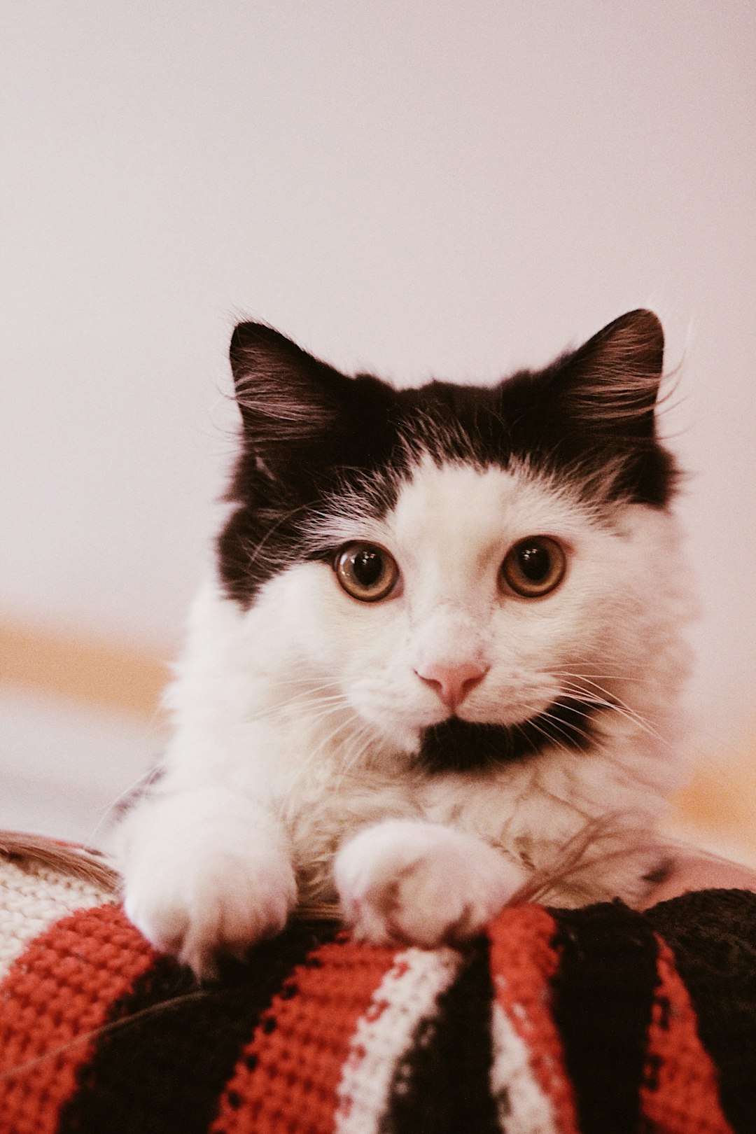 black and white cat on brown textile