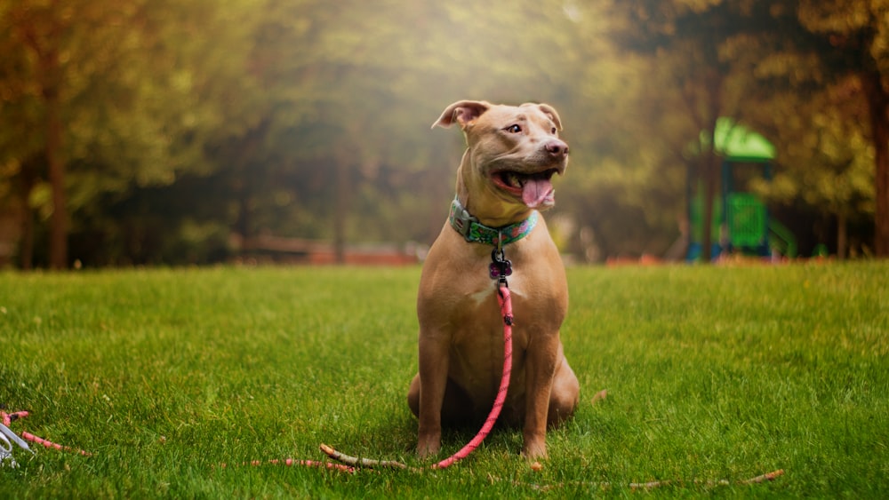 brown short coated dog running on green grass field during daytime