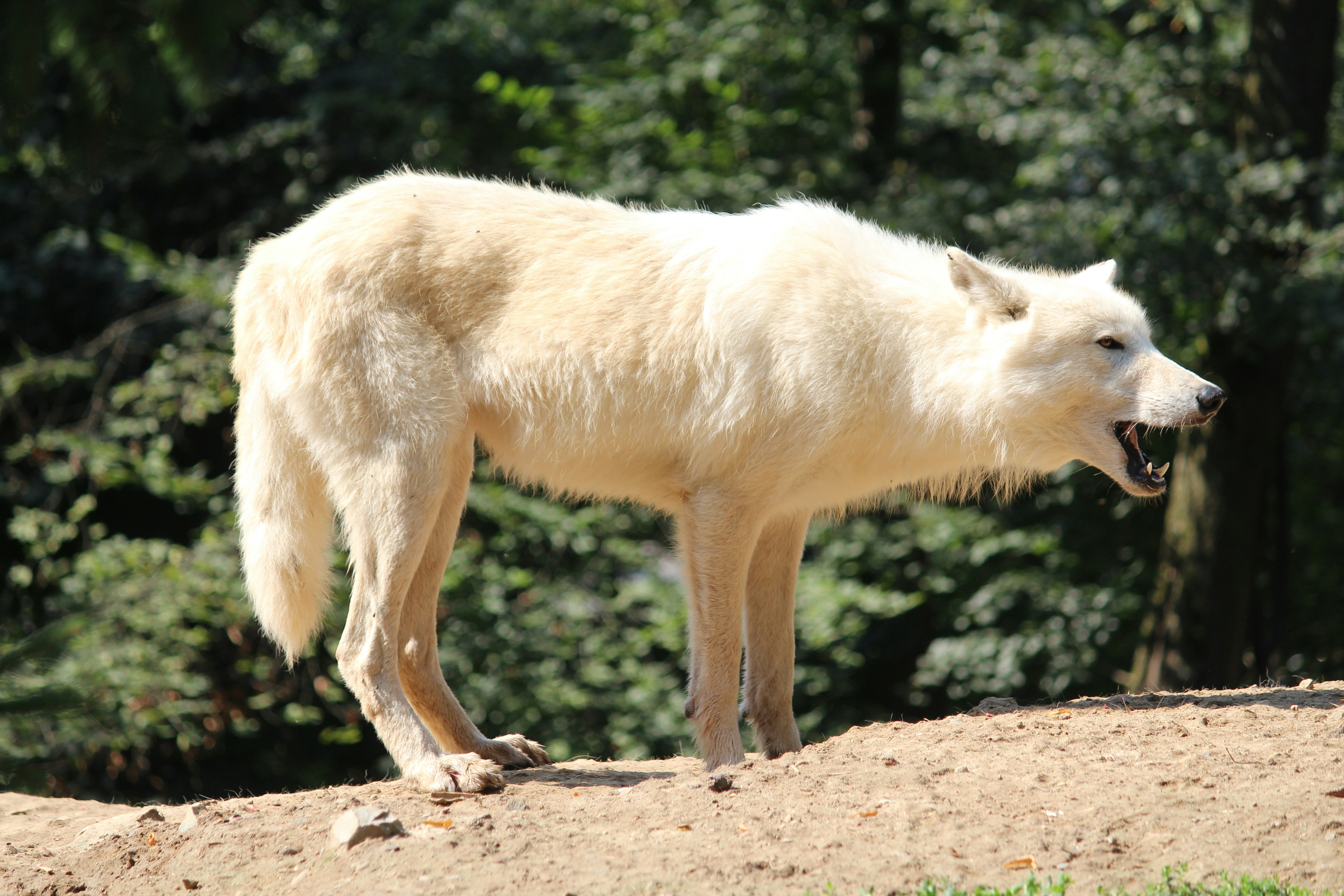 昼間に茶色の土の上に立っている白いオオカミの写真 Unsplashで見つける狼の無料写真