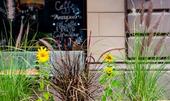 A vibrant scene features yellow flowers and tall grass in the foreground against a café window displaying handwritten chalk text advertising various coffee options.