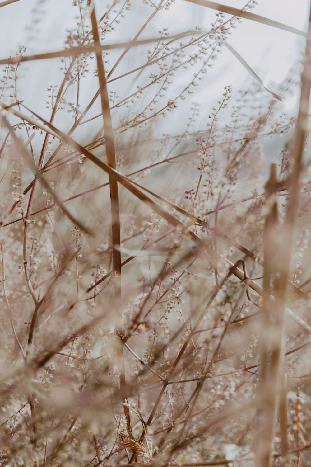 brown grass in close up photography