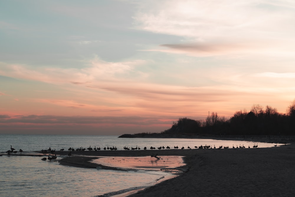 body of water near trees during sunset