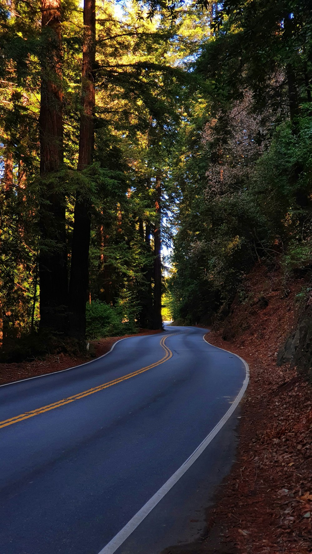 black asphalt road in between trees during daytime