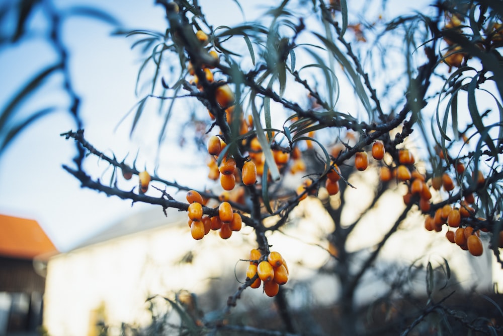 yellow round fruit on tree during daytime