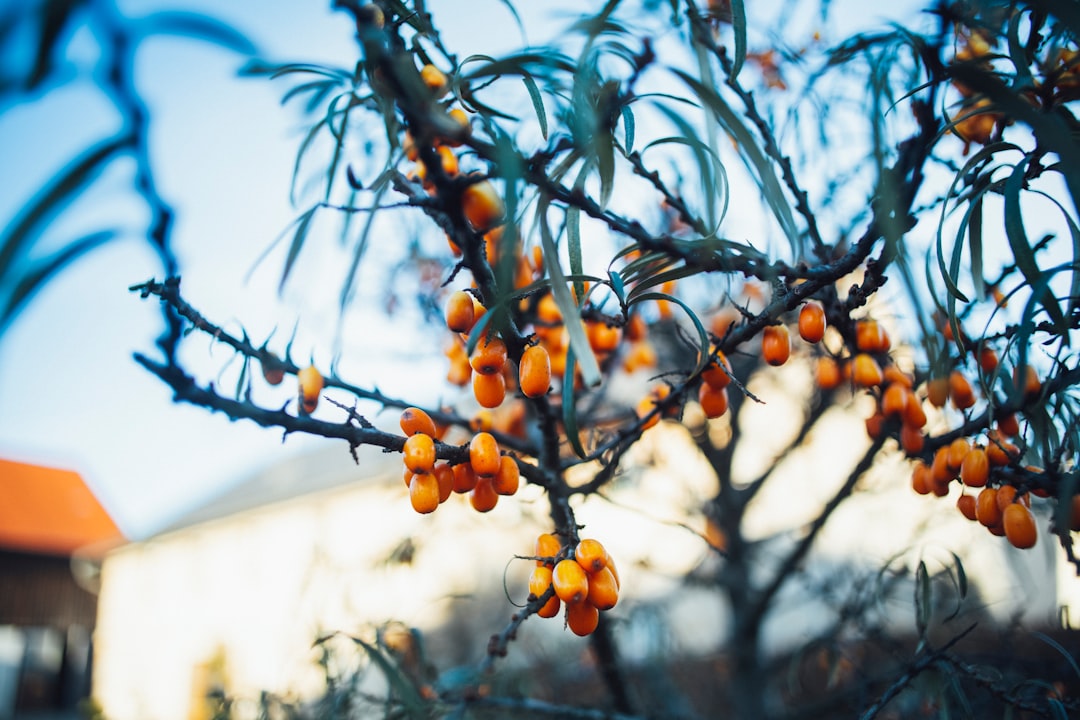 yellow round fruit on tree during daytime