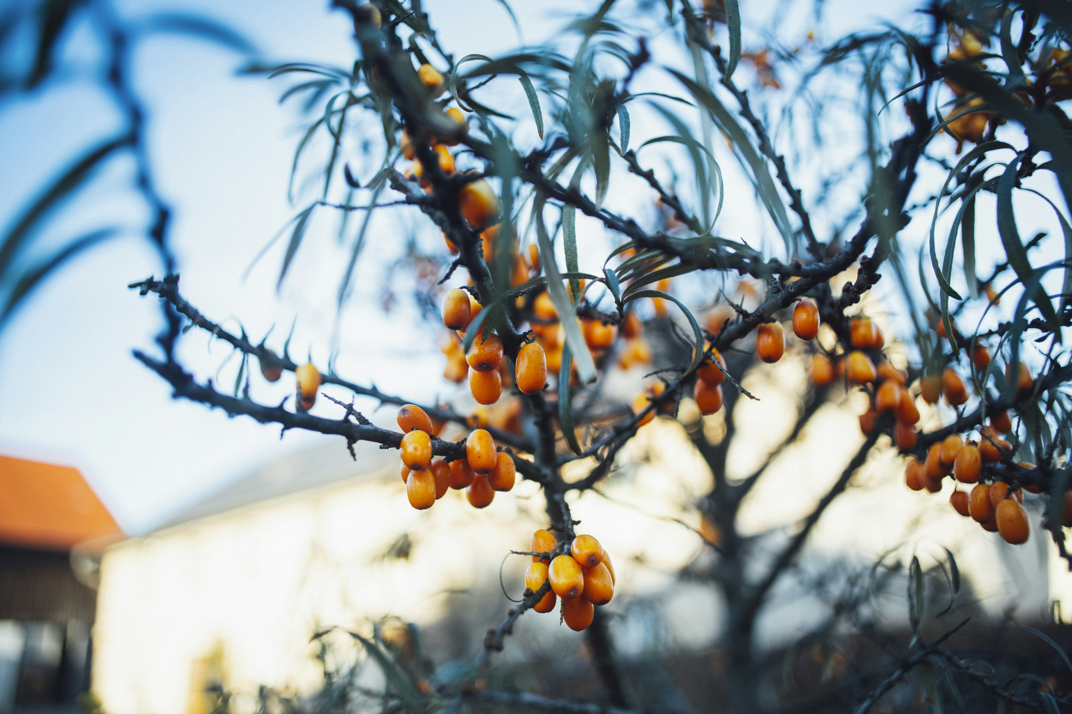 Naturopathic Medicine