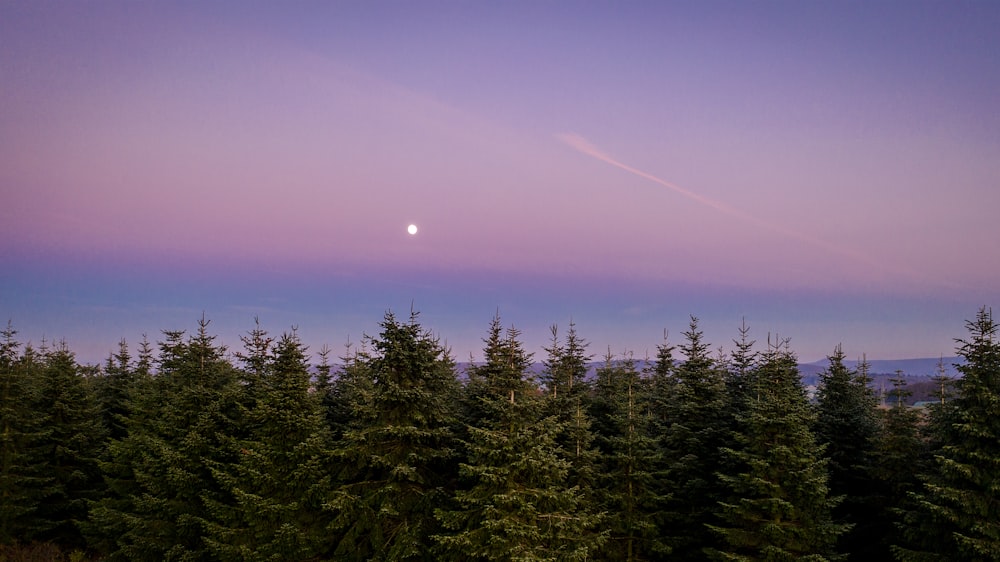 green pine trees under blue sky during daytime