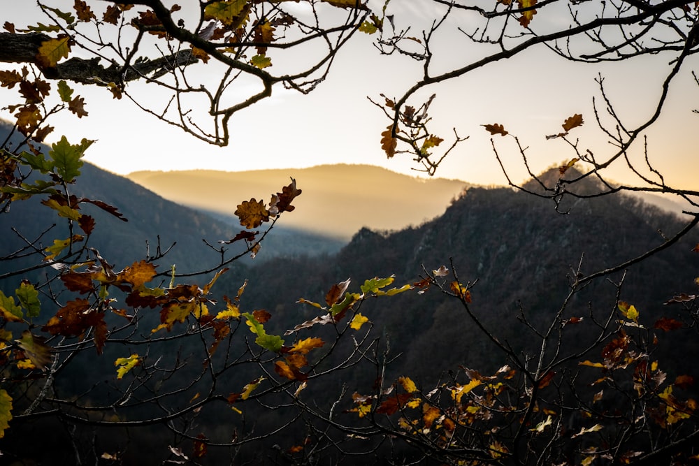 brown leafless tree on mountain