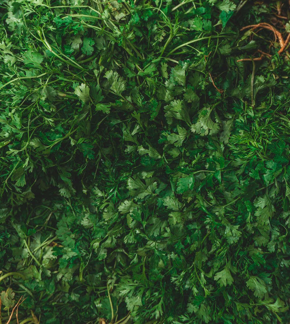 green leaves plant during daytime