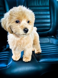 A fluffy, light-colored puppy stands on the back seat of a car, with its large eyes looking curiously ahead. The car seat is made of dark leather, featuring horizontal stitching patterns. The contrast between the puppy’s light fur and the dark seat highlights the adorable features of the dog.
