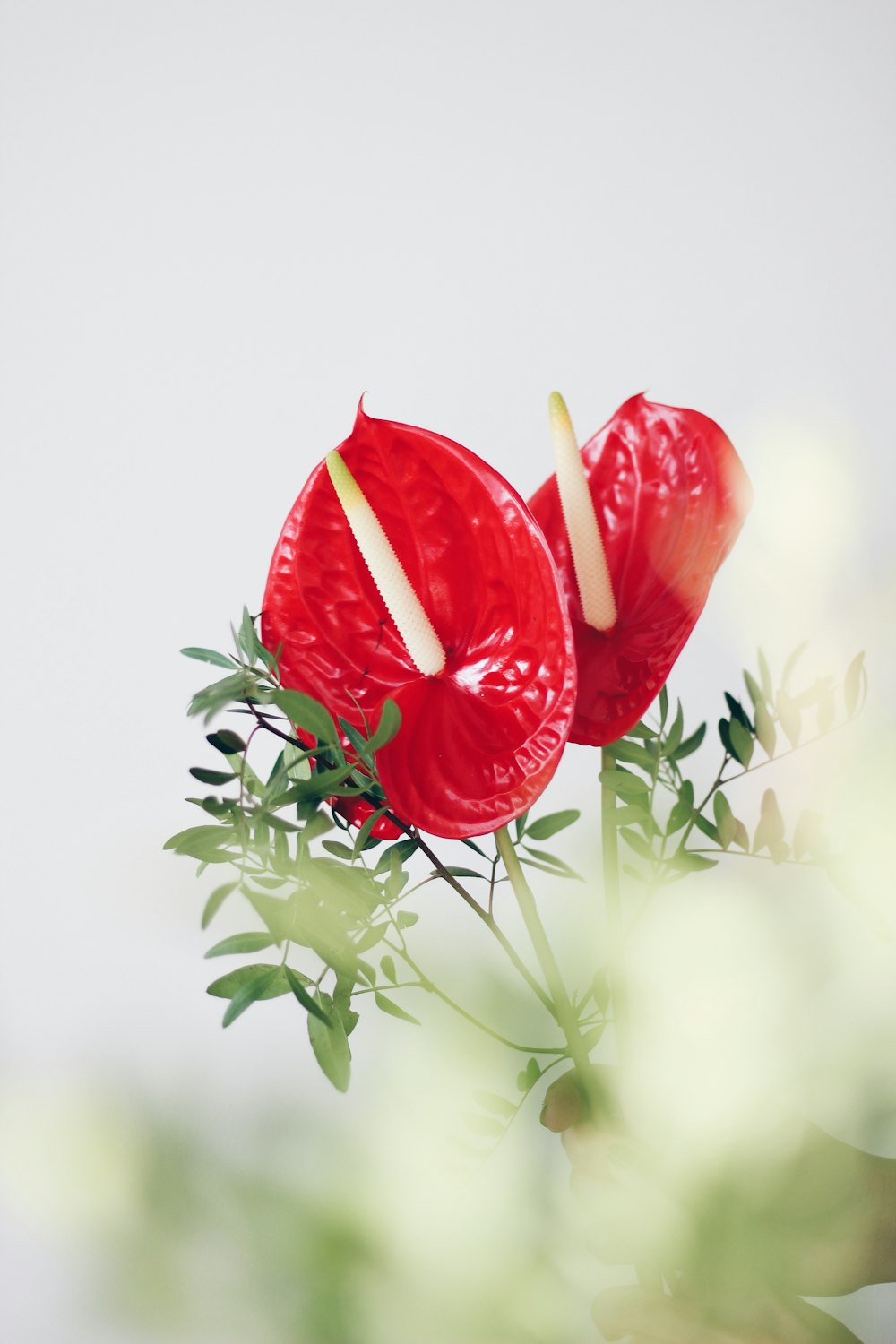 rote Blüte mit grünen Blättern