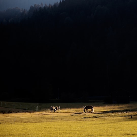 people on brown field during daytime in Seefeld in Tirol Austria