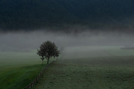 green grass field with trees on the side in Seefeld in Tirol Austria