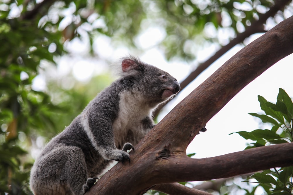 koala bear on brown tree branch during daytime