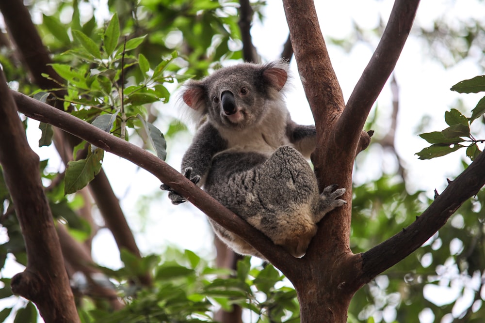 koala sur l’arbre pendant la journée