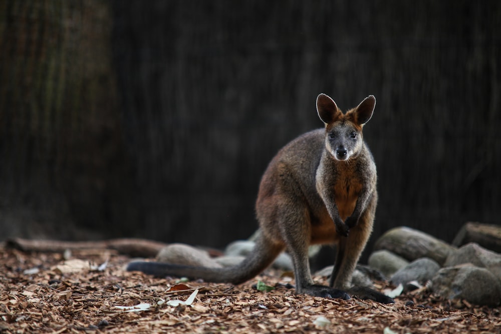 Braunes Känguru auf braunem Grund