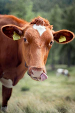 brown cow on green grass field during daytime