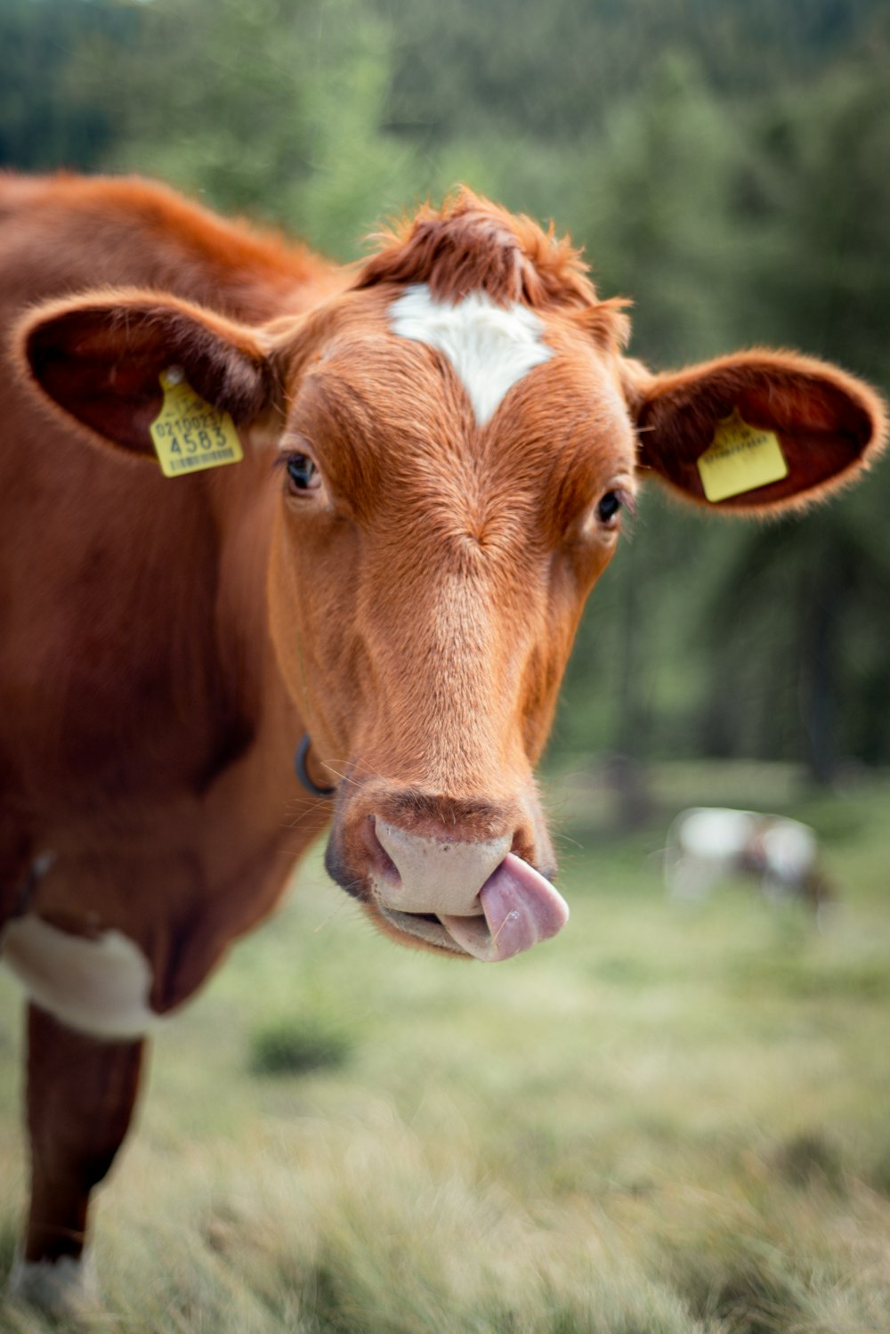 brown cow on green grass field during daytime