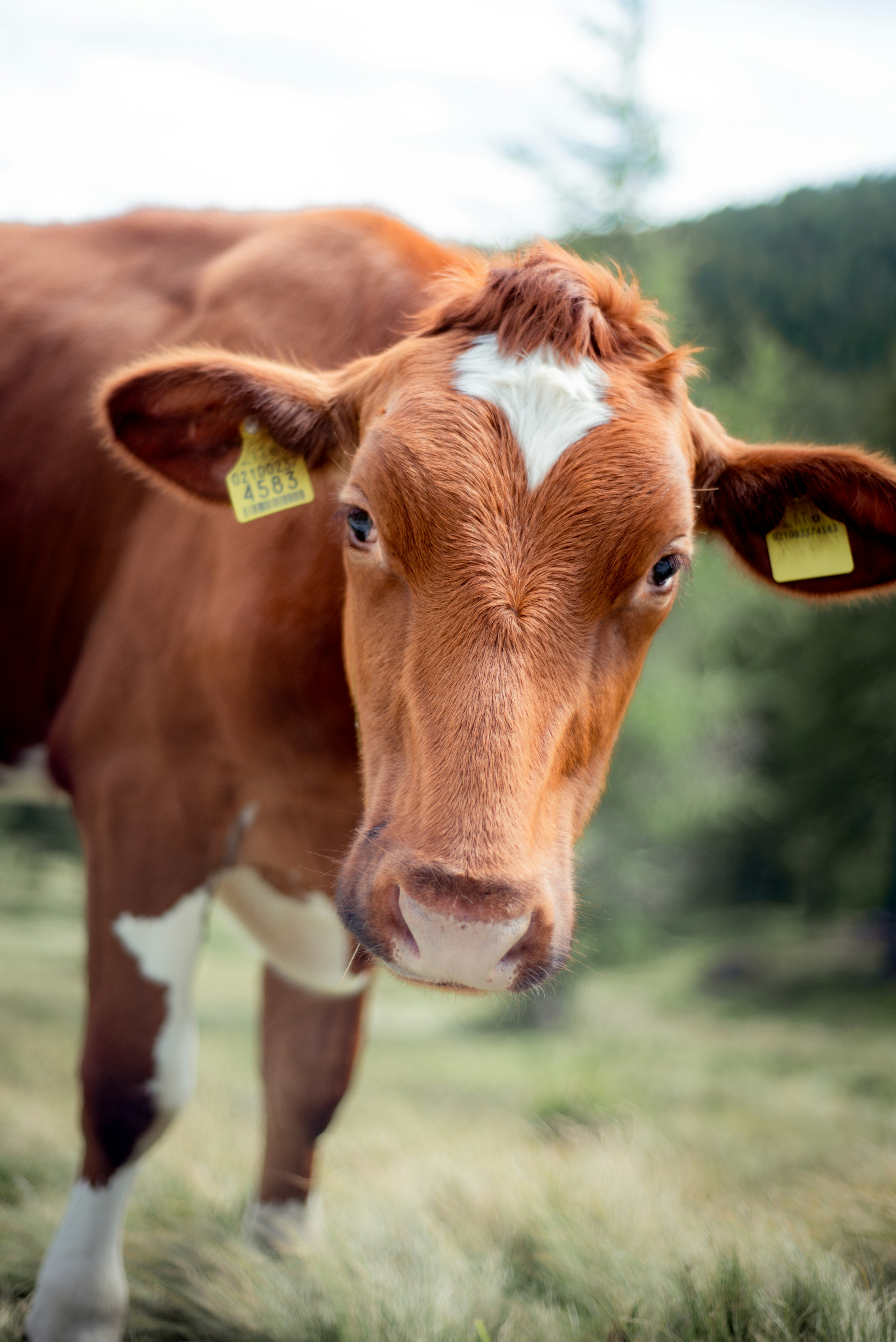 Photo by lauraadaiphoto