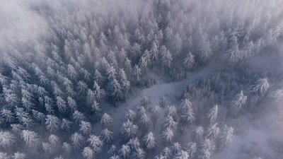 Drone Shot of some snowy Trees
IG: @pj_visual