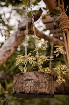 green plant on brown wooden post