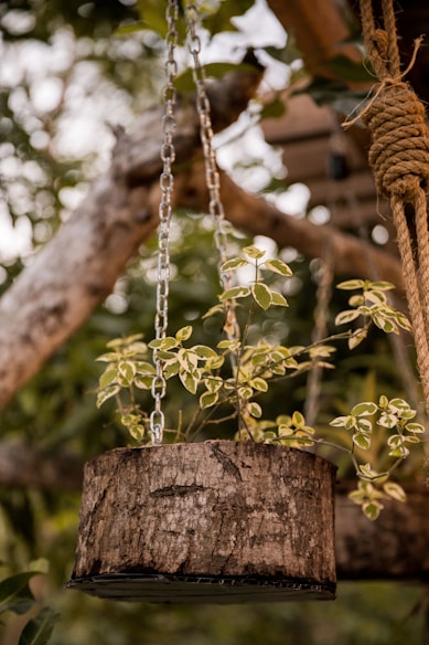 green plant on brown wooden post