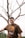 man in brown crew neck t-shirt standing beside bare tree during daytime