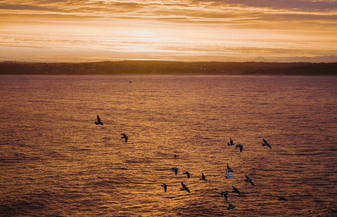 birds flying over the sea during sunset