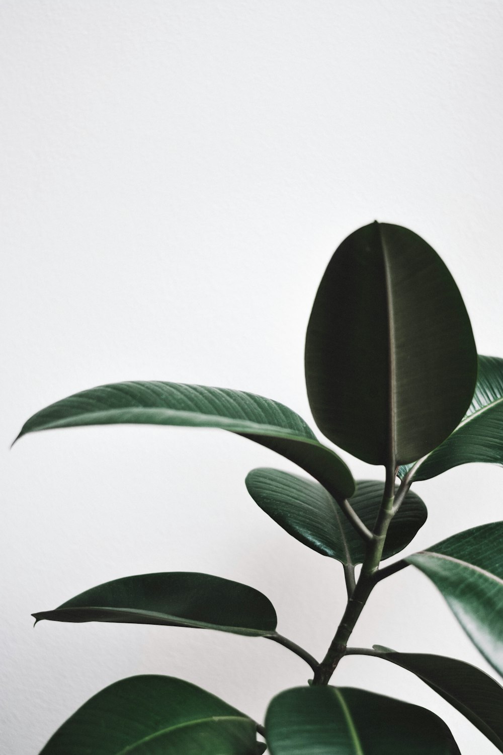 green leaf plant in white background