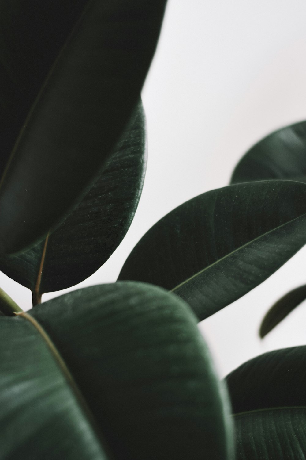 green leaves in close up photography